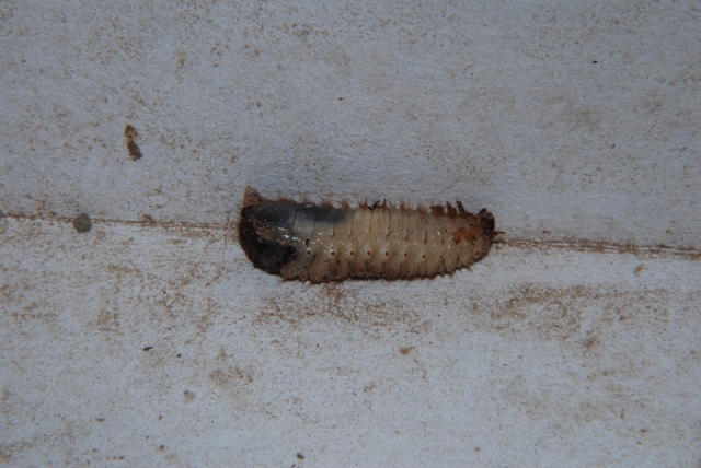 larva di insetto